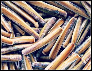 Imagen tomada de artículo de diario El País.